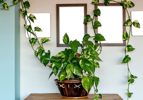 The vines of a happy house plant climb the walls around a set of framed pictures
