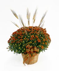 Chrysanthemum Plant