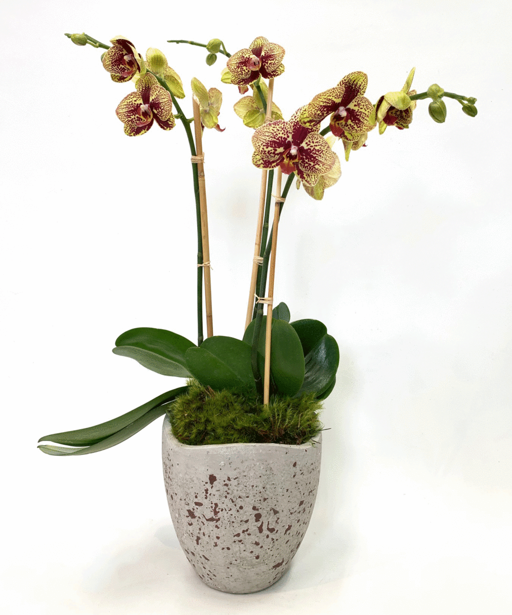 Orchid Oasis