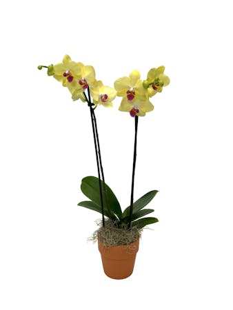 Orchid Delivery Salisbury Md By Kitty S Flowers