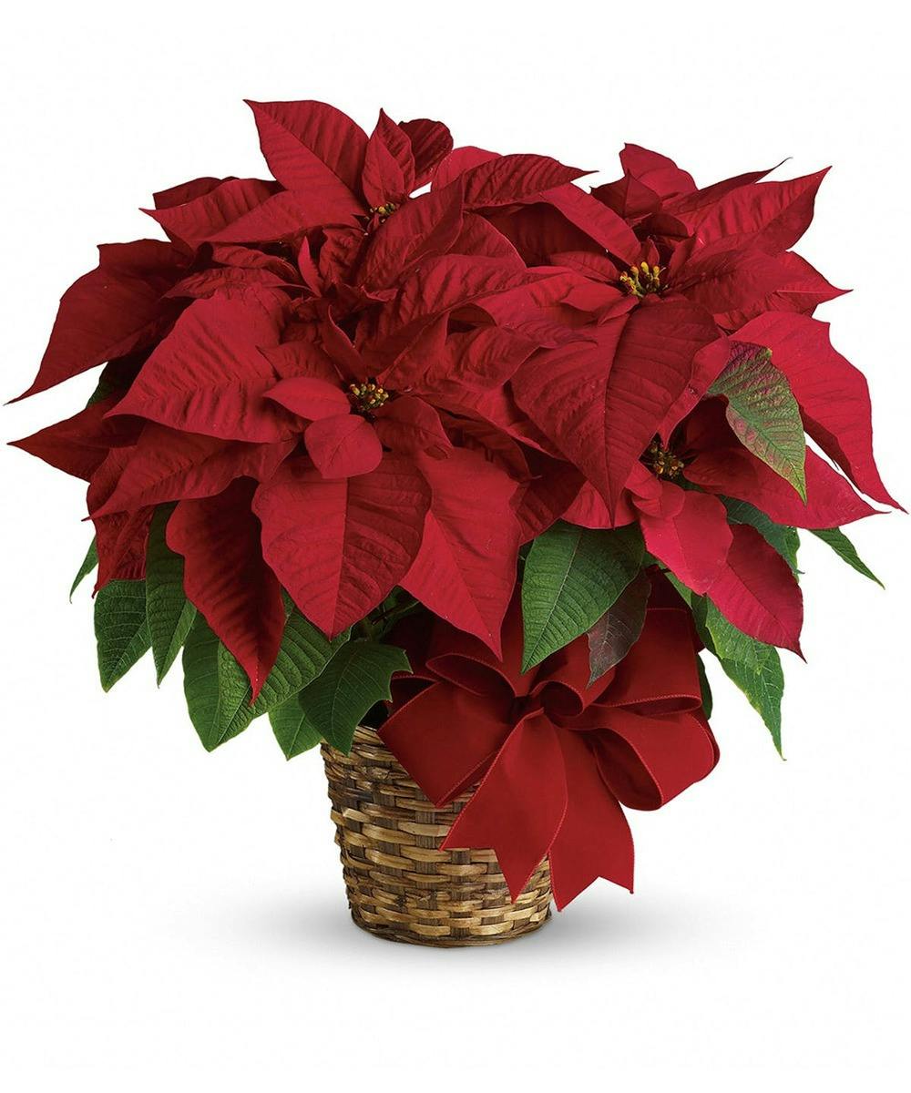 Poinsettia Plant Holiday Flower Delivery (MD) Kitty's Flowers